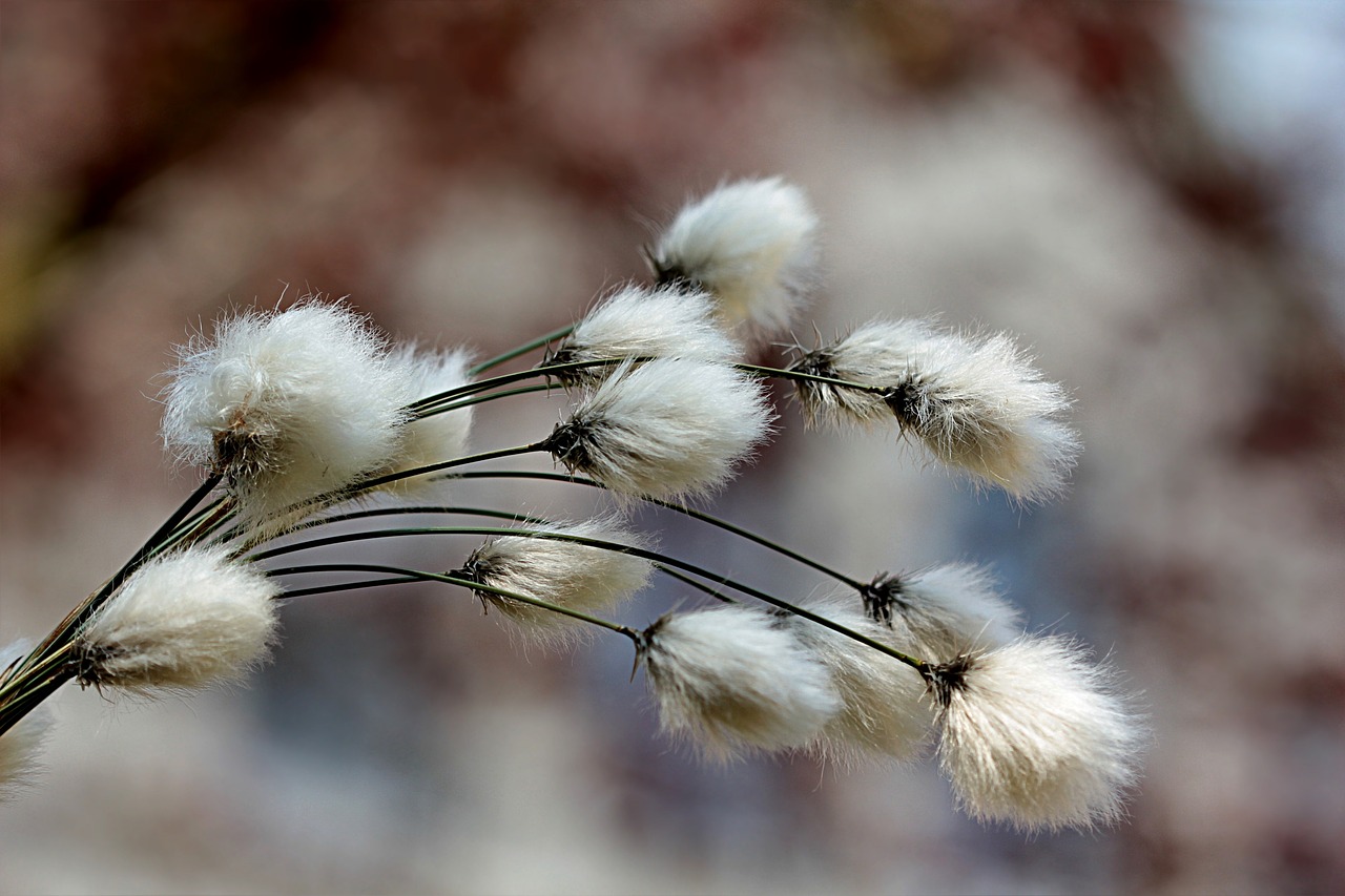 Cotton grass by Christiane via Pixabay